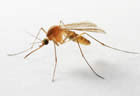 Don't Go Naked - Wear Repellant