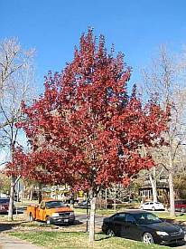 City of Fort Collins Image