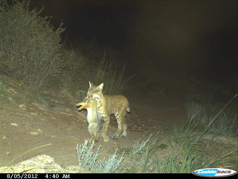 Bobcat and Rabbit