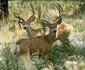 Mule Deer