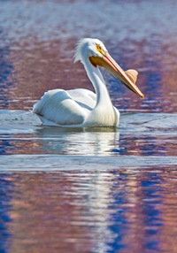 Pelican