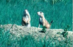 Prairie Dogs