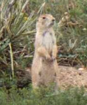 Prairie Dog