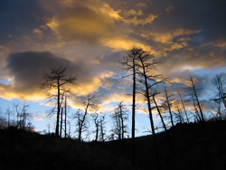 Sunset with burnt trees