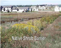 Native Shrub Barrier