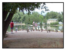 Geese at City Park