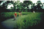 Fort Collins Bike Trail System