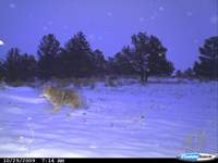 coyote-winter-bcr.jpg coyote-winter-bcr.jpg