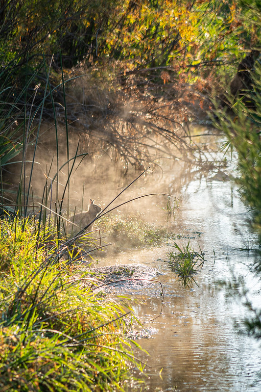 A rabbit near a small stream