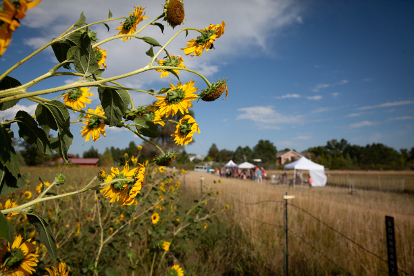 Sunflowers in the foreground of a picture of a farm