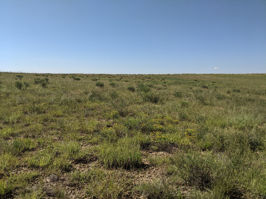 Coyote ridge natural area showing a mixed grass reference area