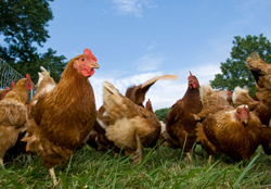 A flock of chickens in the grass