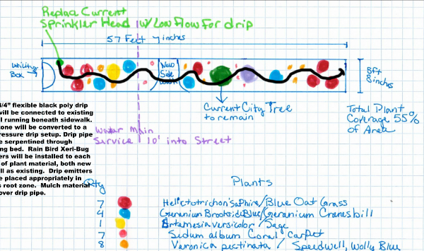 Drawing on graph paper with markers of a parkway strip. Plant species, irrigation, walkway and a tree are shown.