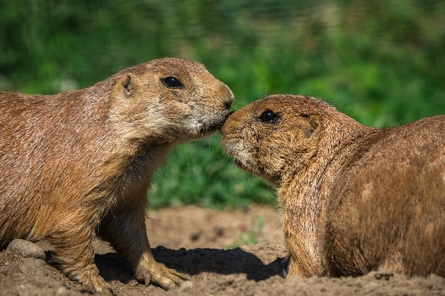 Photo of prairie dog