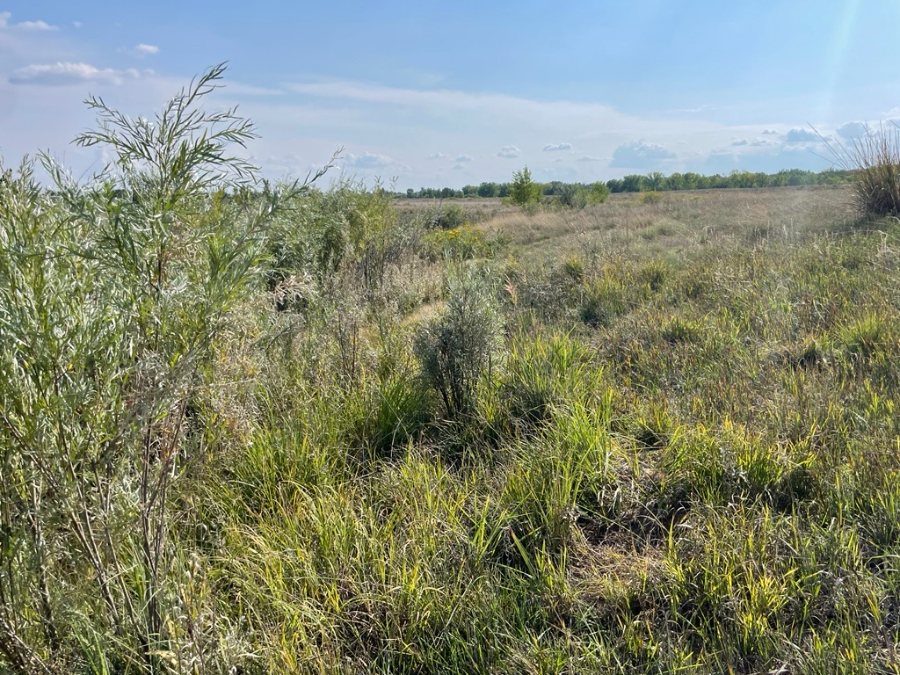 Running Deer Natural Area showing a mesic grass reference site
