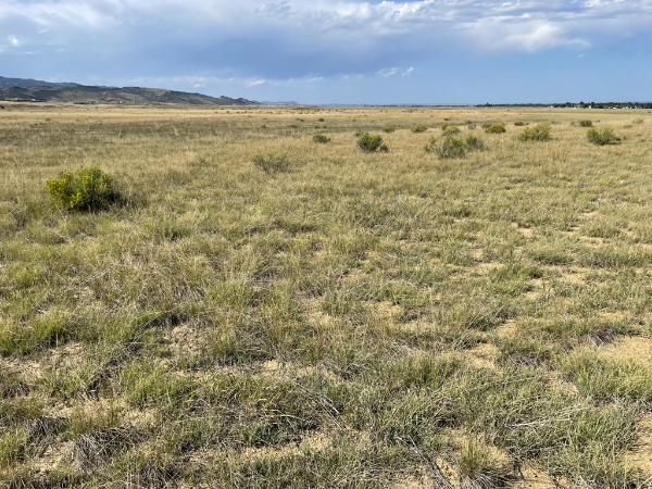 A mixed-grass community reference area at Coyote Ridge Natural Area. This reference area is a reclaimed wheat field.