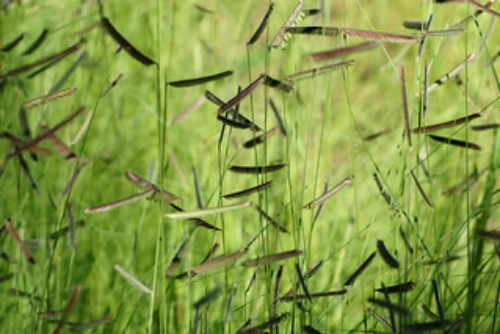 Picture of grass