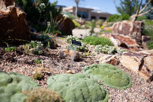Cactus and Rock Garden