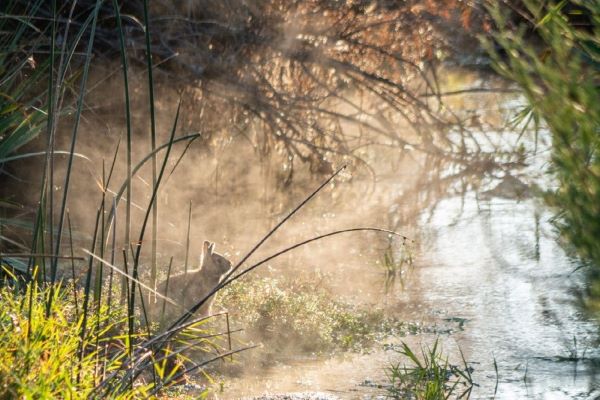 Rabbit sitting next to a creek surrounded by trees and grass.