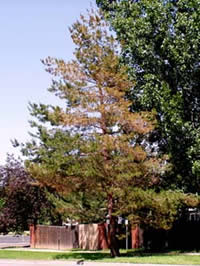 Diseased Pine Tree
