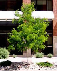 Honeylocust Tree