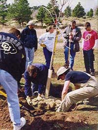 Planting a large tree