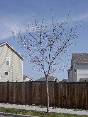 streettreepre (49K)
