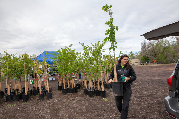 person carrying small tree