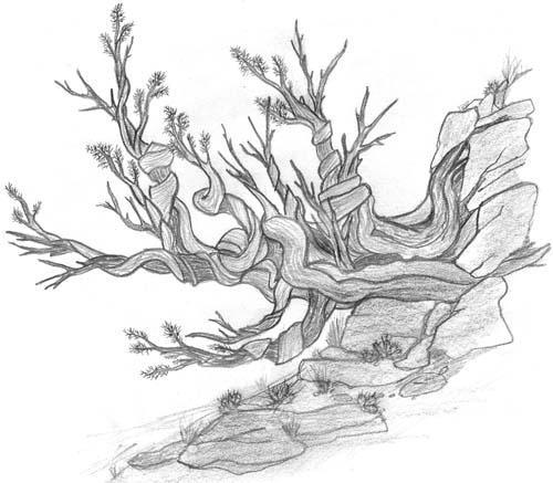 sketch of a juniper tree