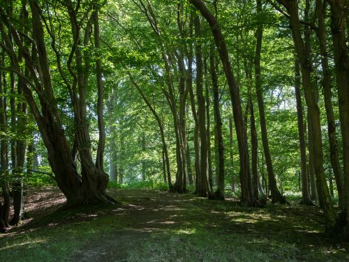 Forest