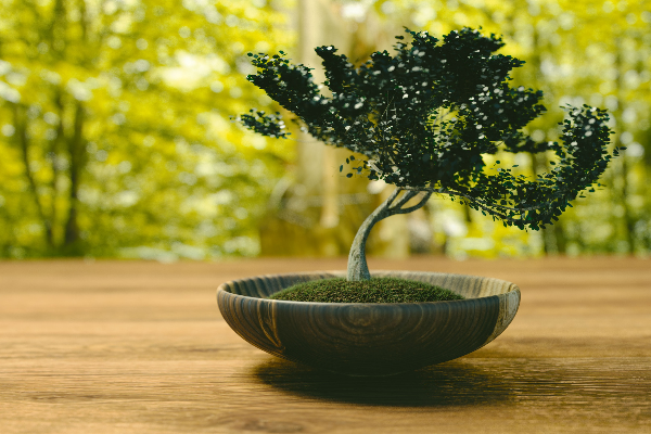 bonsai tree