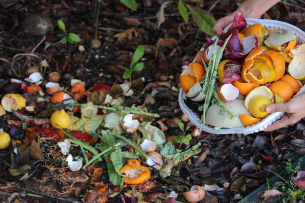 compost pile with food scraps