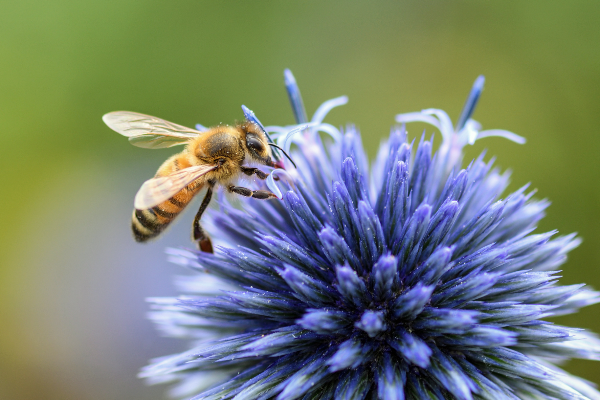 bee on globe thistle