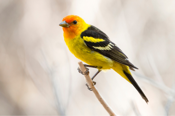 bird