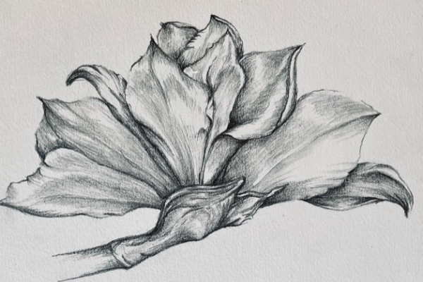 botanical illustration of flower in pencil