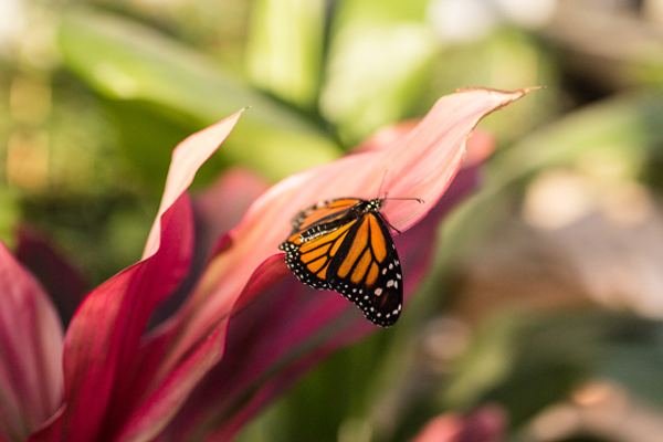 monarch on plants