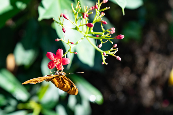 monarch on plant