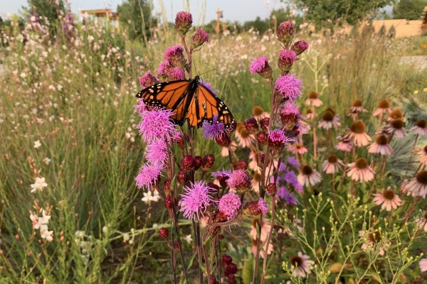 monarch butterfly in prairie garden