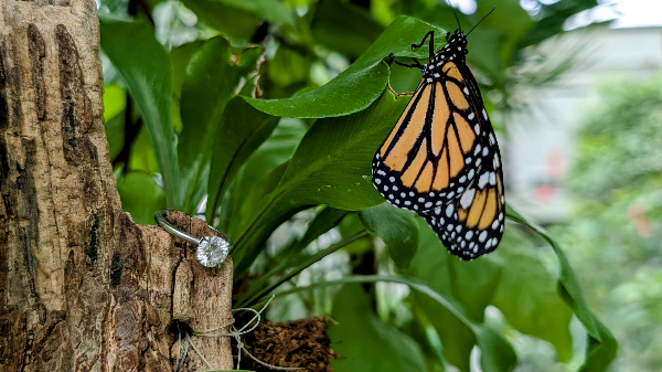 Butterfly House interior