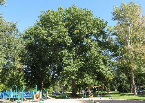 tree in City Park