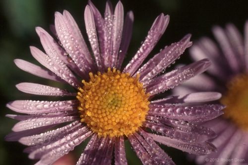 coneflower