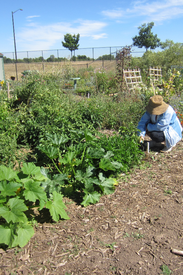 community garden