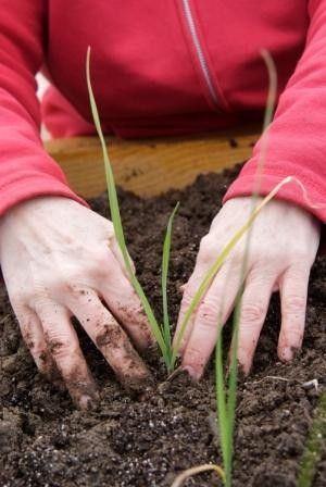 person planting vegetables