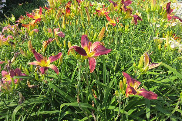 daylily garden