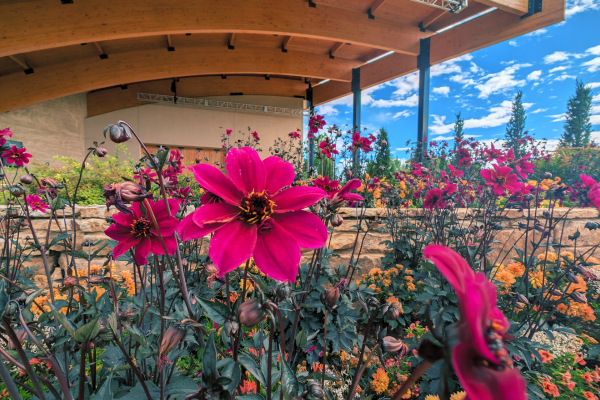 Dahlia in front of Everitt Pavilion