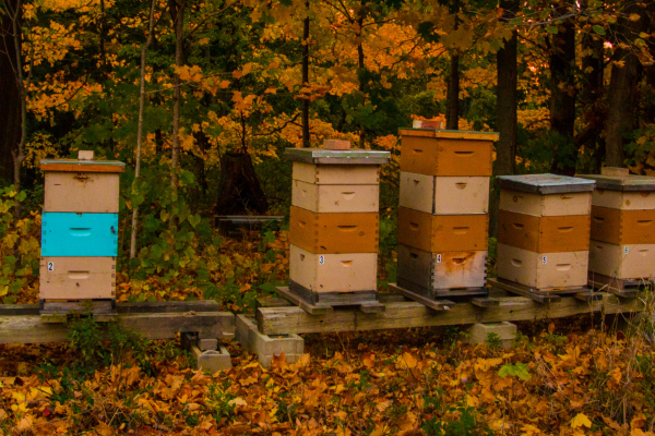 fall beehives