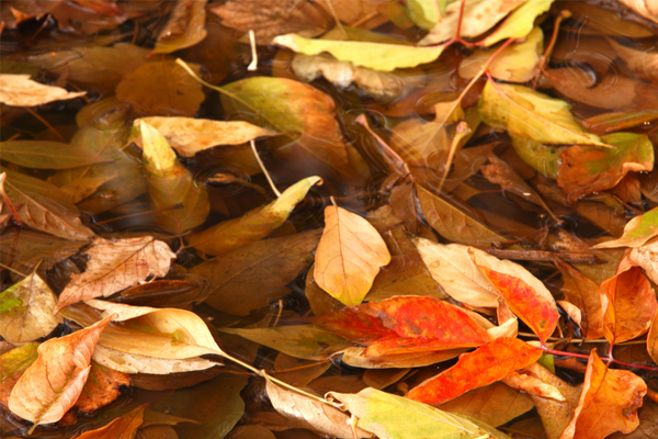 fall leaves