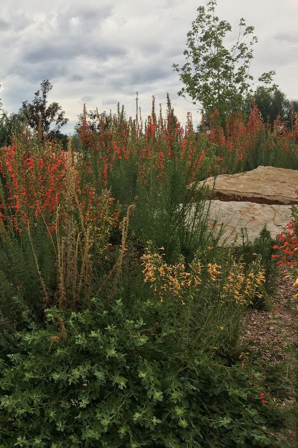 Foothills Garden and sky