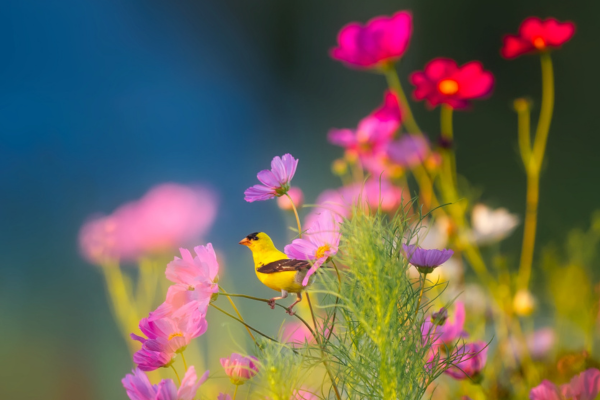 yellow finch on cosmo flower