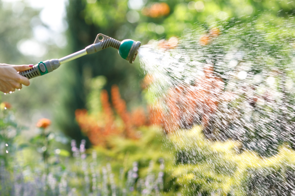 person watering garden